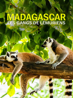 voir Madagascar : les gangs de lémuriens saison 1 épisode 5